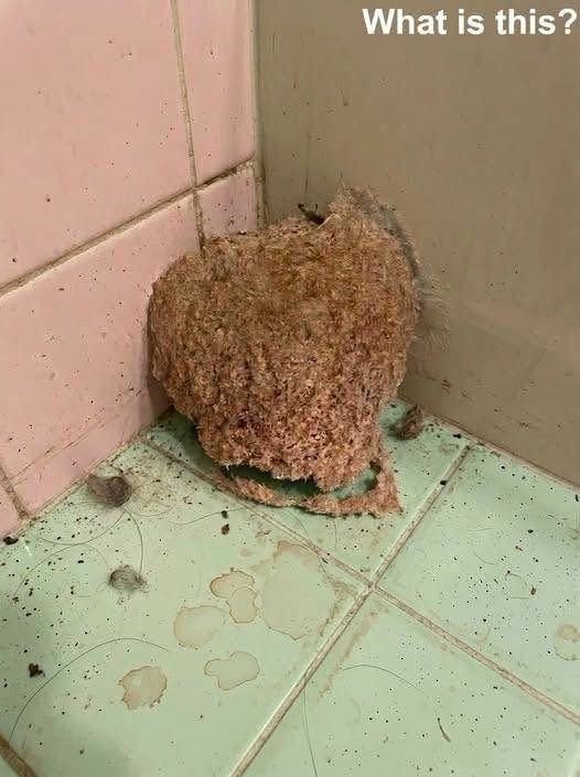 We Went on Vacation for a Week and Came Back to This in the Bathroom
