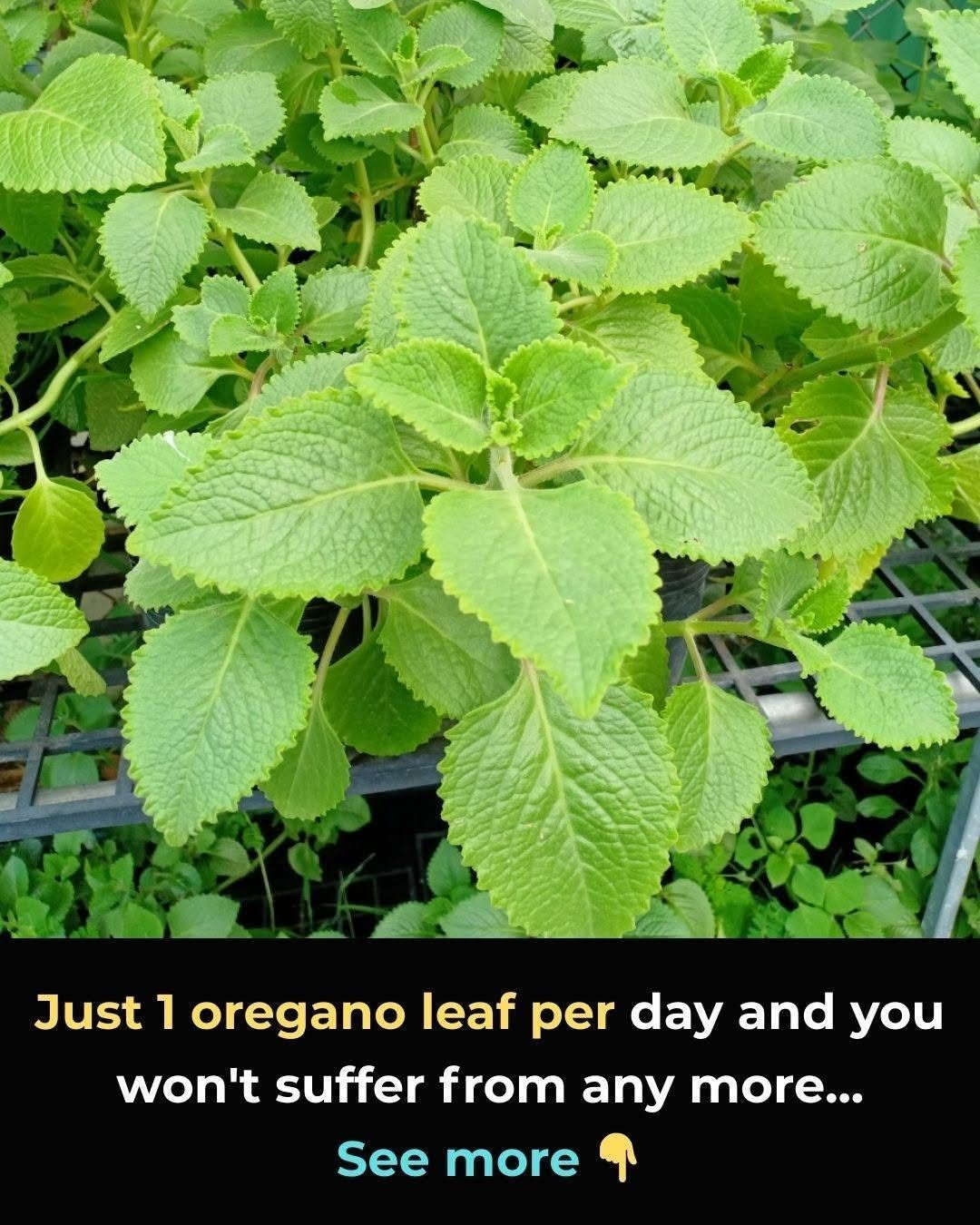 The Surprising Potential Benefits of Oregano Leaves That Most People Overlook