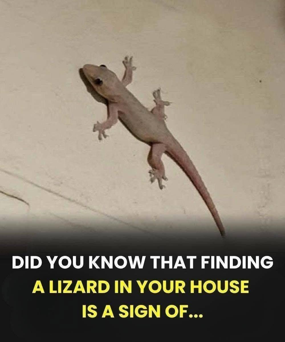Did You Know That When a Lizard Visits Your House, It Could Be a Sign of Something?