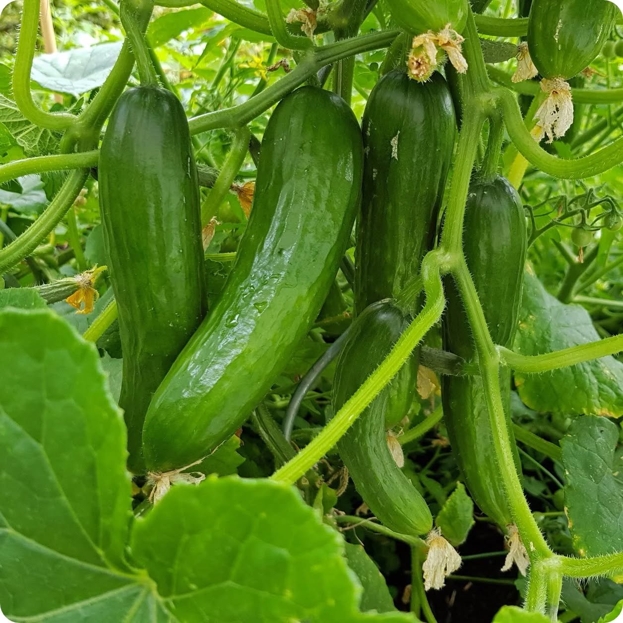 Doctors Reveal What Eating Cucumber in Salads Really Does to Your Body
