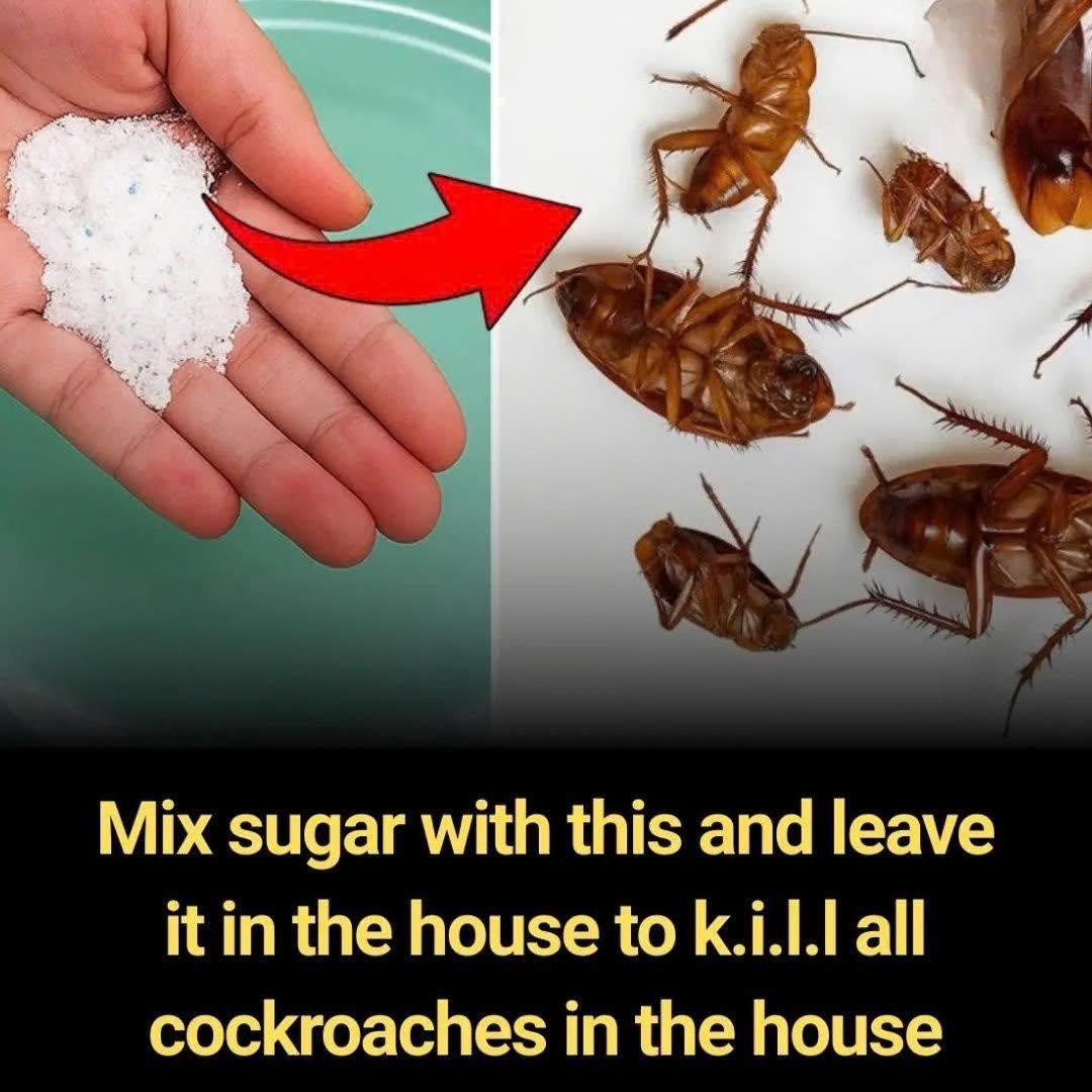 Smart Tips to Get Rid of Cockroaches and Maintain a Clean, Fresh Home