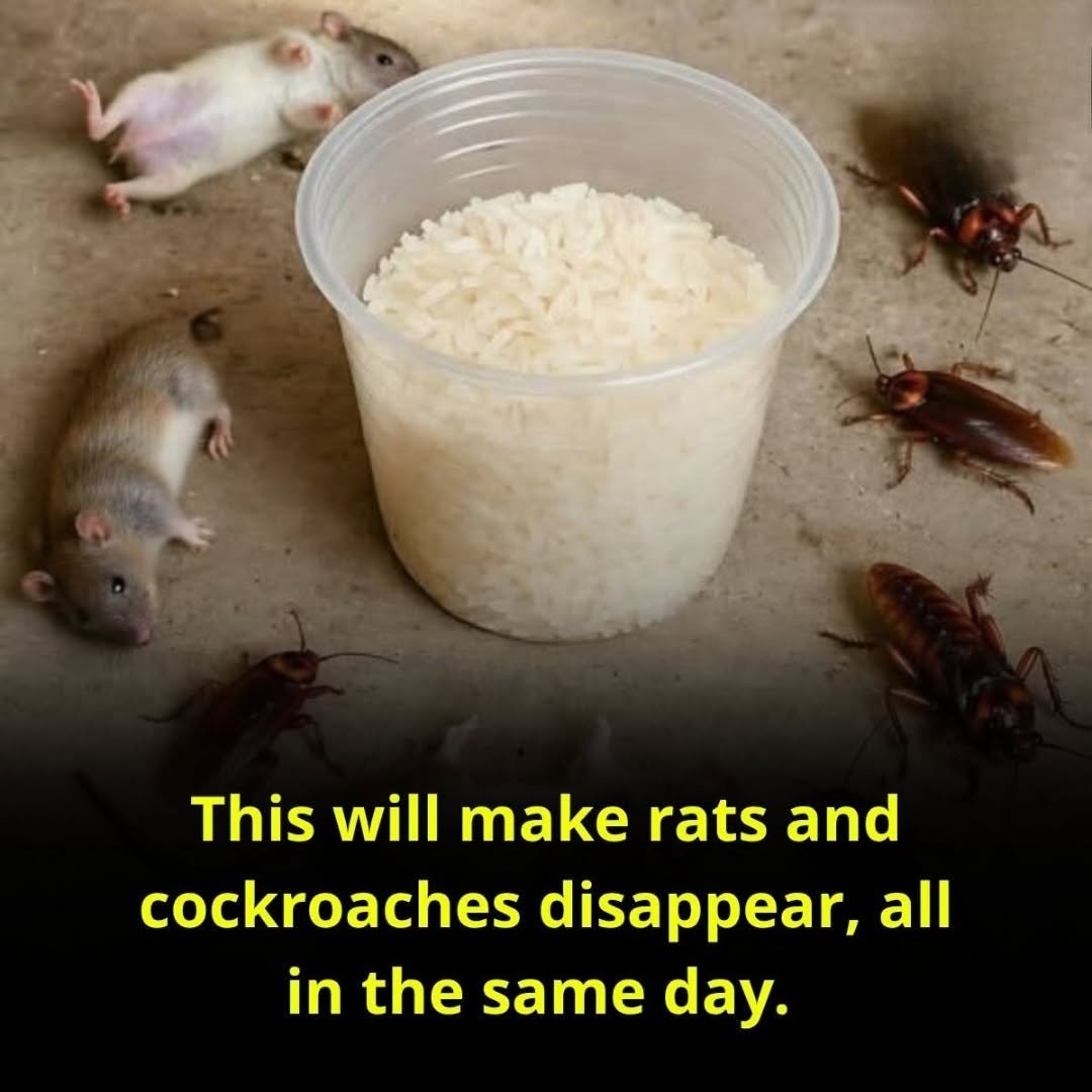 A Simple Home Strategy for Rats and Cockroaches — What Actually Helps
