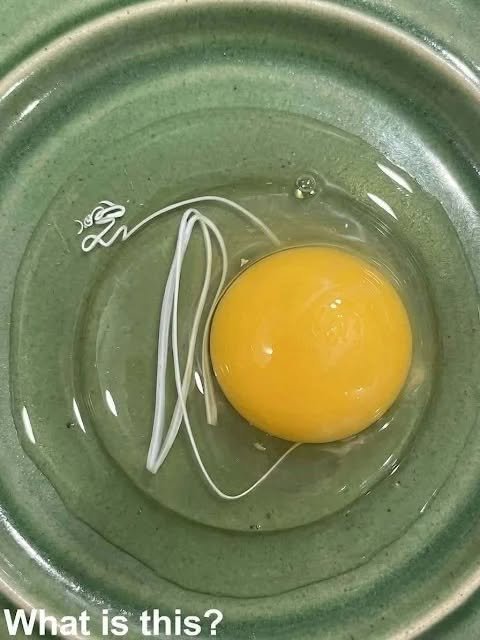 That White Ribbon in Your Egg Is Probably Completely Normal