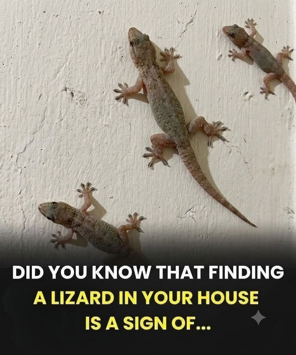 Across Different Traditions, a Lizard in Your Home Can Symbolize More Than You Think