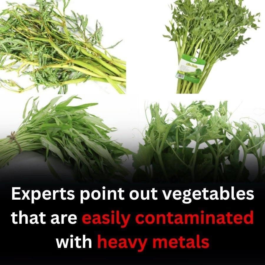 Vegetables Are Healthy, but Some May Accumulate More Heavy Metals Than Others