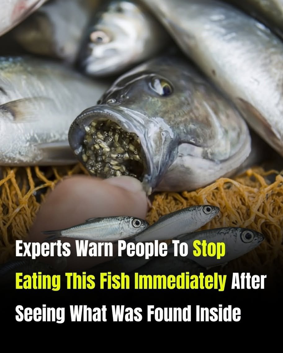 This Fish Is on Dinner Tables Everywhere — But Few People Know What It Can Carry