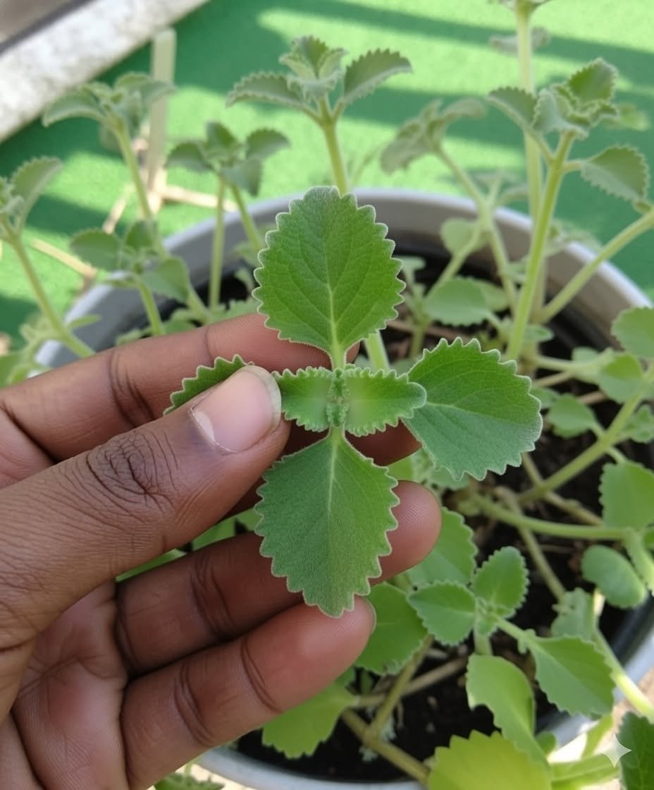 You May Be Underestimating Oregano — Discover the Potential Benefits of This Powerful Herb…