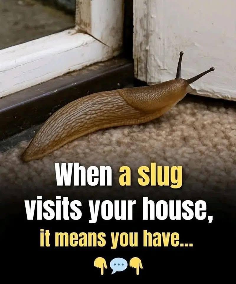 Did You Know That When a Slug Visits Your House, It May Mean You Have…?