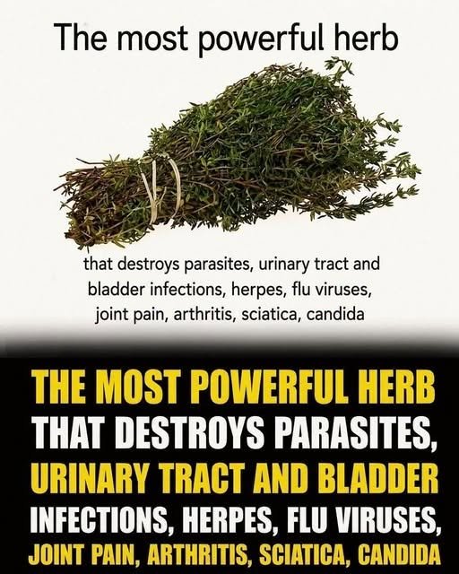 The “Most Powerful Herb” for Parasites and Urinary Tract Problems — What the Evidence Really Says