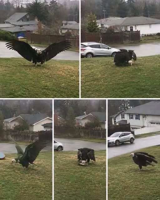 Giant Eagle Captured in Brownsville? Here’s What the Viral Story Claims
