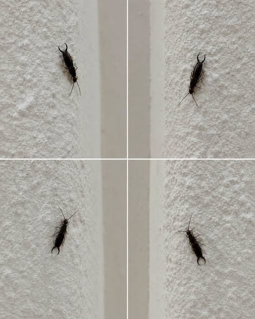 Warning! If You’ve Spotted This Insect in Your House, Here’s What You Should Do