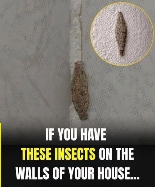 If These Insects Are Appearing on the Walls of Your Home, Here’s What It Could Mean