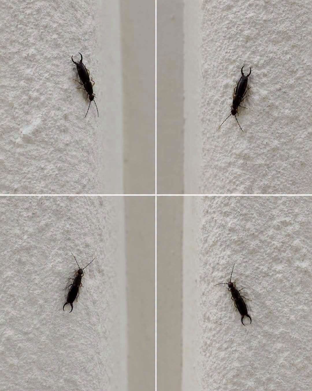 Seeing an unfamiliar insect inside your home can immediately make you wonder where it came from and whether it indicates a bigger problem. While viral posts often claim that a particular insect is a definite warning sign of danger, the reality is usually more practical. Household insects such as ants, cockroaches, flies, silverfish, and small beetles can enter through cracks, windows, doors, drains, food-storage areas, or other openings. Their presence may sometimes indicate accessible food, moisture, warmth, clutter, or an entry point that should be addressed. Instead of panicking, homeowners can inspect the surrounding area carefully and look for additional signs, including droppings, damaged food packaging, shed insect skins, nests, unusual odors, or multiple insects appearing repeatedly. Identifying the insect correctly is important because different species require different prevention methods.