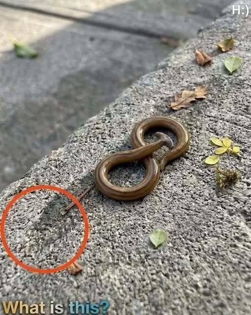 Early This Morning, I Found This Strange Creature Outside — Does Anyone Know What It Is?