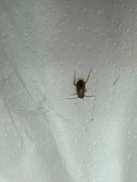 Finding Several Small Brown Beetles in Your North Texas Home? Here’s What They May Be