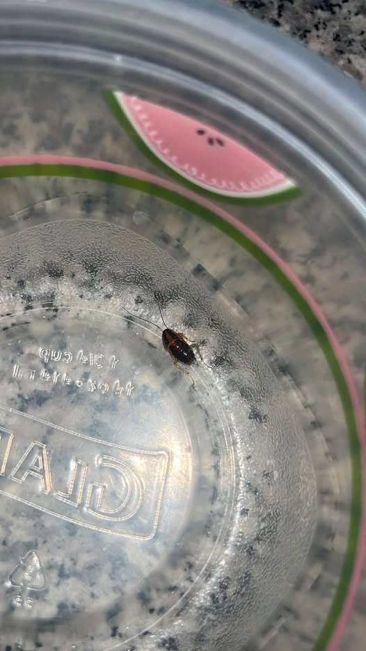 Is This a Baby Cockroach? The Second One Found in Two Months