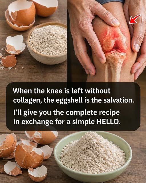 When Your Knee Loses Collagen, Are Eggshells Really a Lifesaver?