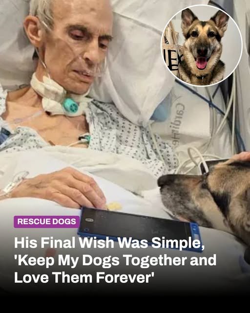 His Final Wish Wasn’t for Himself; It Was for His Dogs