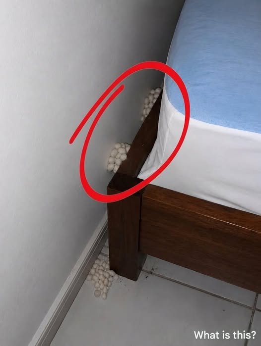 Strange Discoveries Near the Bed: What Are These White Spheres?