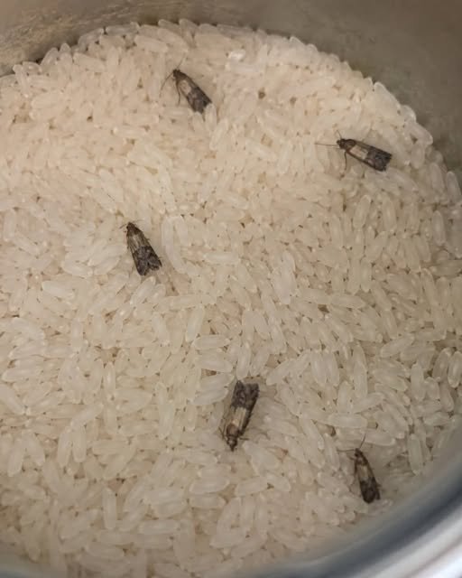 Yes, those are Indianmeal moths (Plodia interpunctella), commonly referred to as pantry moths.