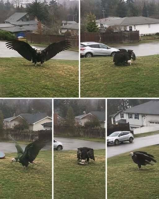 Avian Reality: Identifying the Andean Condor