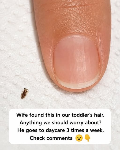 Deconstructing Parenting Clickbait: The Head Louse Disgust Trap