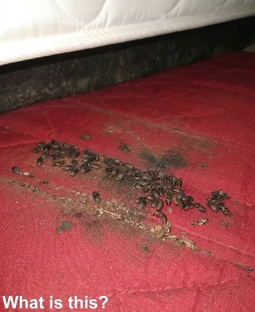 Insect Identification: Carpet Beetles Under the Mattress