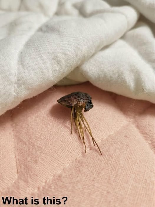 Visual Deception: Identifying the Sprouting Germinated Seed