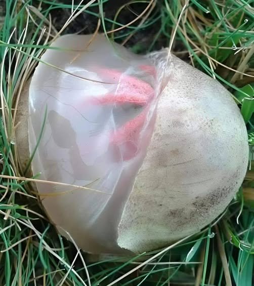 Unmasking the Stinkhorn “Egg”: Biology, Malodor, and Identification