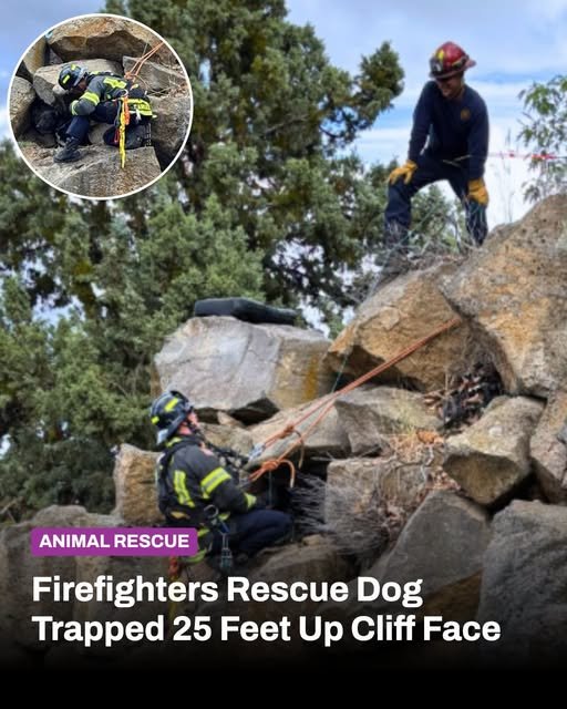 Fire Department Rescue: The Incident Behind the Graphic