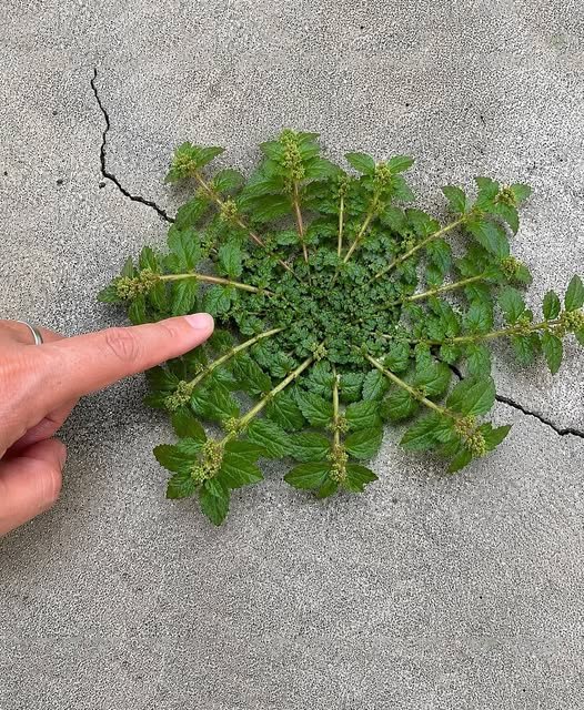 Botanical Reality: Plant Identification and Value Claims