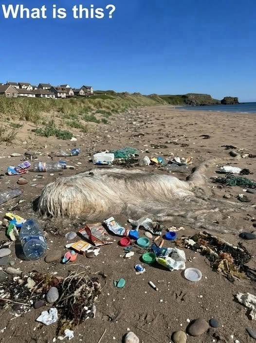 Identifying the “Mystery Beach Creature”
