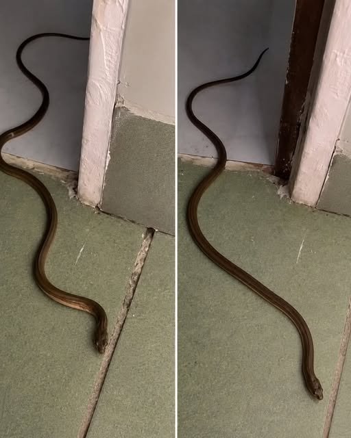 Herpetological Reality: Snakes in Domestic Spaces and Pest Ecology