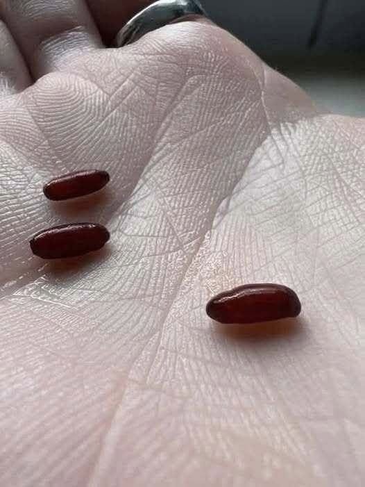 Deconstructing Bed Bug Panic Bait: The Fly Pupae Trap