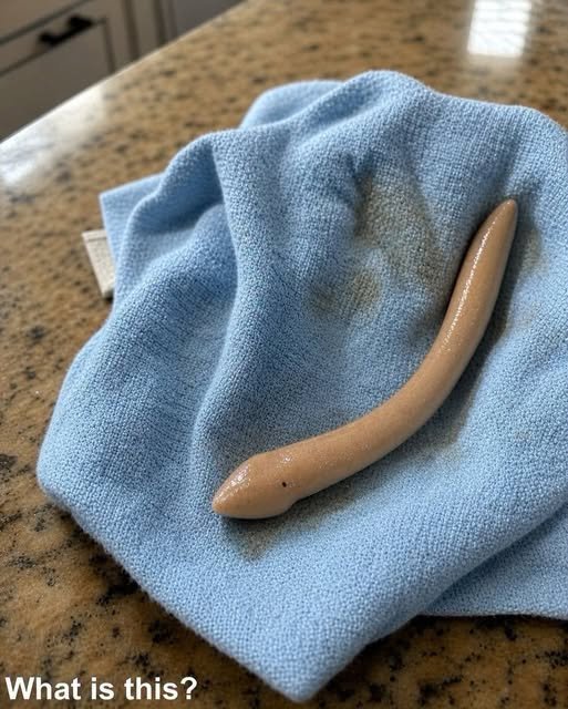 Biological Identification: Understanding the Land Planarian