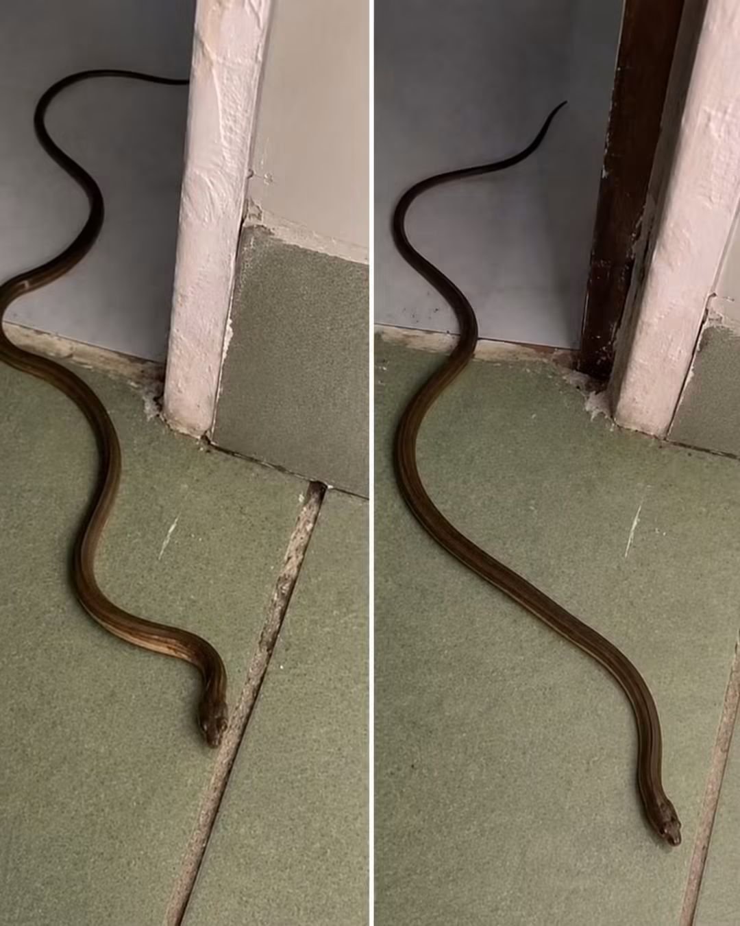 Deconstructing Snake Infestation Bait: The Rodent Indication TrapThe image shows a long, slender snake slithering across a tiled floor inside a home, paired with an incomplete prompt (“When this snake enters your house, it means you have…”). This graphic represents a classic open-ended engagement-bait template engineered to trigger widespread commenting and debate on social media.Anatomy of the Premise & StrategyThe Factual “Answer”: Biologically, when snakes enter a home, it typically means you have a rodent problem (mice or rats) or an accessible entry point offering shelter and water. Snakes do not randomly colonize living spaces unless they are actively hunting prey or seeking temperature regulation.The Open-Ended Sentence Mechanism: Leaving the sentence unfinished forces the reader’s brain to want to complete the thought. It invites thousands of users to type responses ranging from practical advice (“a mouse problem”) to fear (“a house for sale”) and superstition.Superstition & Fear Triggering: In many cultures, snakes inside the home are linked to folklore, omens, or extreme panic. Content aggregators exploit these deep-seated emotional triggers to maximize user reaction speed and share counts.Algorithmic Monetization: High comment counts and debate loops signal intense interest to platform algorithms. Page administrators leverage this artificial reach to grow viral pages, farm followers, and direct traffic to external ad-monetized websites.